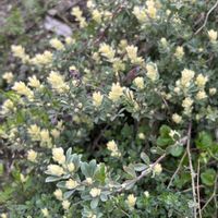 ロータス ブリムストーン,春の庭,庭仕事　２時間半の画像