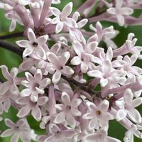 アザレア,ライラック,ギョリュウバイ,鉢植え,ピンク色の花の画像