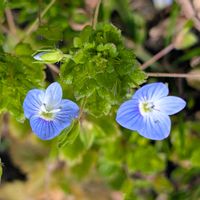オオイヌノフグリ,敷地内,庭の画像