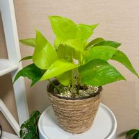 ポトス,ポトスライム,観葉植物,インテリアグリーン,観葉植物のある暮らしの画像