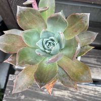 多肉植物,花芽,ダドレア,白粉,成長の画像