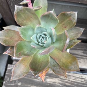 多肉植物,花芽,ダドレア,白粉,成長の画像