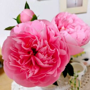 芍薬,芍薬　エッジドサーモン,切り花,リビング・ダイニングの画像