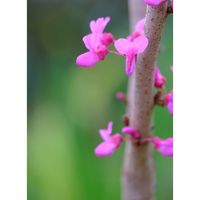 ハナズオウ,広い庭の画像