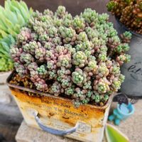 パープルヘイズ,レッドベリー,セダムspモンスト,多肉植物,もりもり多肉の画像