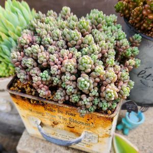 パープルヘイズ,レッドベリー,セダムspモンスト,多肉植物,もりもり多肉の画像