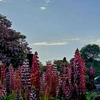 ルピナス,癒し,お花畑    ,可愛い花,鹿沼花木センターの画像