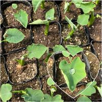 レウィシア,里芋の苗,レッドレウィシア,仕事先の画像