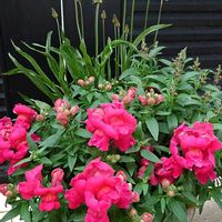 キンギョソウ,キンギョソウ,ハボタン,ラナンキュラスラックス アポロン,雑草　イギリスオオバコの画像