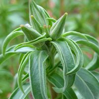 ゴデチア,庭の画像