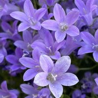 ベルフラワー,ベルフラワー,オトメギキョウの画像