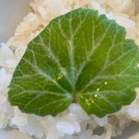 ユキノシタの画像