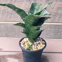 サンスベリア,多肉植物,観葉植物,サンスベリア・マハナコンの画像