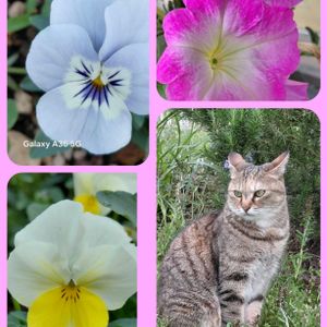 ハーブのある暮らし,ネコと植物,幸せな時間,ニャンニャン祭り,にゃんにゃん祭りの画像