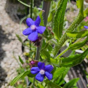アンチューサ,アンチューサ フェイザムプライド,鉢植え,明るい日陰,プランターの画像