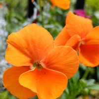 スカビオサ,マーガレット,ビオラ,名もなきミニ薔薇,青空の画像