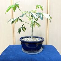 シェフレラ,観葉植物,観葉盆栽,Room  Plant♪,夢物語工房の画像