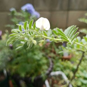 ひよこ豆,ひよこ豆,ダイソー産,野菜の花,家庭菜園の画像