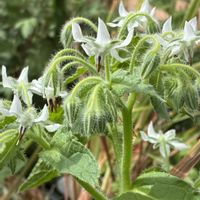 ボリジ,エディブルフラワー,Borago officinalis,ボリジ(白花),ハーブの画像