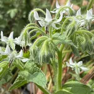 ボリジ,エディブルフラワー,Borago officinalis,ボリジ(白花),ハーブの画像