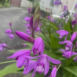 シラン,山野草,放置栽培,神奈川県,山野草大好き協会の画像