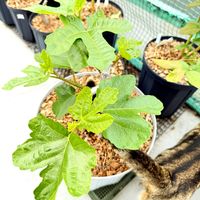 イチジク,いちじく,イチジク ベローネ,屋上,芽吹きの画像