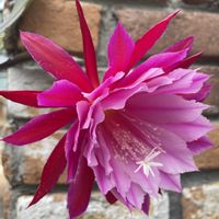 クジャクサボテン,サボテン,みんな最高の画像