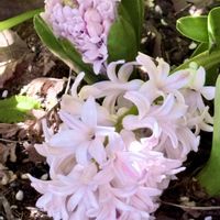 アジュガ,アジュガ,ヒヤシンス,ヒヤシンス,ヒヤシンスの画像