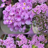 ガザニア,ネモフィラ,バラ,ベルフラワー,ビオラの画像