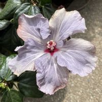 ハイビスカス,シラー・カンパニュラータ,シラー・カンパニュラータ,ピエールドゥロンサール,おうち園芸の画像