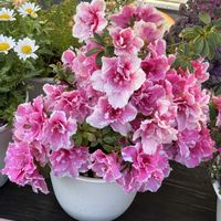 アザレア,デュランタ 宝塚,花のある暮らし,かわゆい,ピンク♡の画像