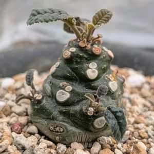 ドルステニア・フォエチダ,多肉植物,コーデックス,珍奇植物,my succulentの画像