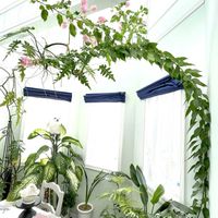 アンスリウム,ストレリチア,ブーゲンビリア,ウンベラータ,エバーフレッシュの画像