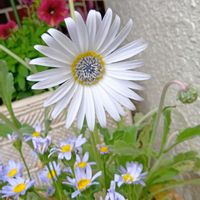 アークトチス,アレナリア・モンタナ,アレナリア・モンタナ,スナップエンドウ,スナップエンドウの画像