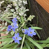 ハナニラ,ガーデニング,裏庭,シェードガーデン,春の庭の画像