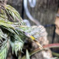 チランジア,チランジア カピラリス,チランジア・トリコレピス,チランジア属,成長記録の画像