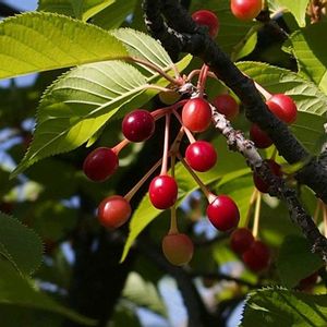 イロハモミジ,カワヅザクラ,樹木の画像