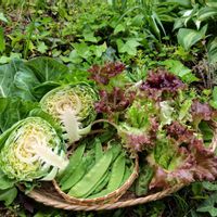 サニーレタス,えんどう豆,美笹えんどう豆,ビタミンカラー,グリーンのある暮らしの画像