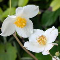 シラユキゲシ,シロバナシラン,可愛い,いい感じ♪♪,花のある暮らしの画像