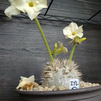 オベサ,パキポディウム・エブレネウム,パキポディウム・エブレネウム,ユーフォルビア 鉄甲丸,ユーフォルビア・オベサ鉄甲の画像