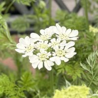 ニゲラ,ラムズイヤー,ホワイトセージ,オルレア・グランディフローラ,ガイラルディア グレープセンセーションの画像