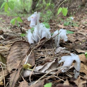 ギンリョウソウ,アスパラガス,イチリンソウ,キエビネ,早生 枝豆の画像