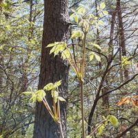 コシアブラ,花のある暮らし,春の山菜,天ぷら,さわやか信州の画像