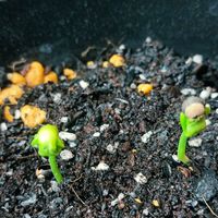 フウセンカズラ,ベランダの画像