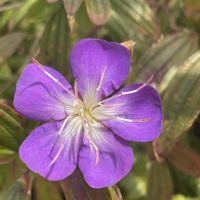 シコンノボタン,愛しの紫の画像