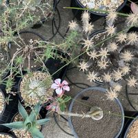 パキポディウム・グラキリス,パキポディウム・サキュレンタム,アロエ・ラティフォリア,多肉植物,塊根植物の画像