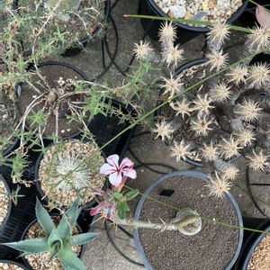 パキポディウム・グラキリス,パキポディウム・サキュレンタム,アロエ・ラティフォリア,多肉植物,塊根植物の画像