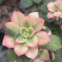 桃太郎,夕映え,リップスティック,バイオレットクィーン,ポルックスの画像