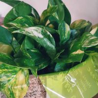 ポトス,八朔の花の画像