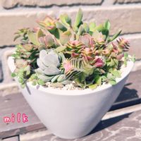 ブロウメアナ,ロゲルシー,南十字星,アイボリーパゴダ,静の舞の画像